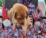 Small Photo #33 Labrador Retriever Puppy For Sale in BUFFALO, NY, USA