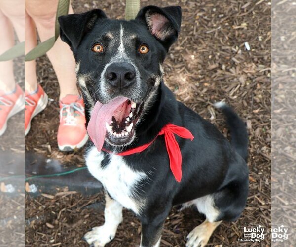 Medium Photo #9 Mutt Puppy For Sale in Washington, DC, USA