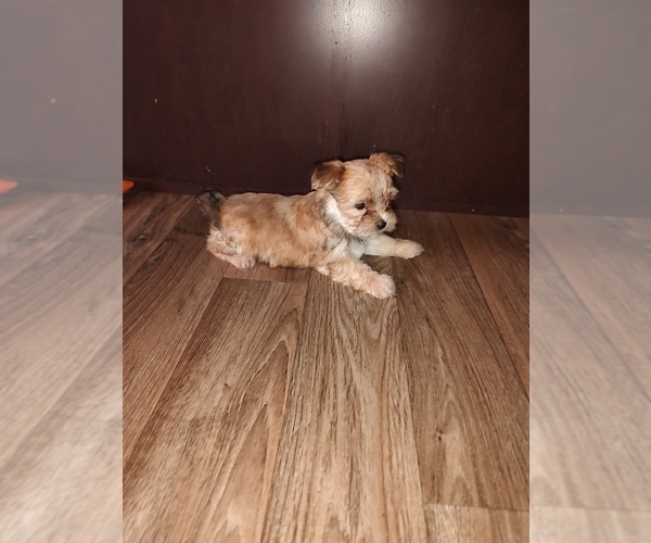 Medium Photo #4 Morkie Puppy For Sale in LAPEER, MI, USA