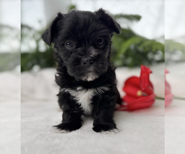 Medium Photo #10 Morkie Puppy For Sale in ROCK STREAM, NY, USA