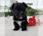 Small #9 Morkie