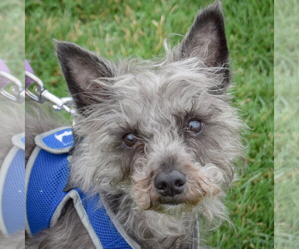 Medium Photo #3 Mutt Puppy For Sale in Huntley, IL, USA