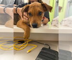Small German Shepherd Dog Mix