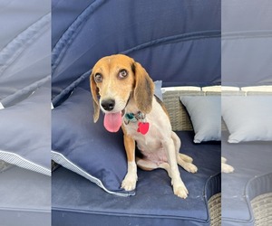 Beagle Dogs for adoption in Las Vegas, NV, USA