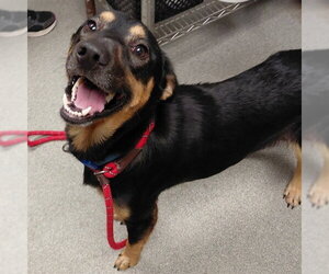 German Shepherd Dog Dogs for adoption in Palmetto, FL, USA