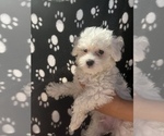 Puppy 4 Poodle (Miniature)