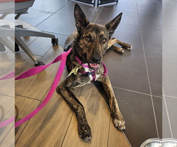 Medium Photo #16 Mutt Puppy For Sale in Fargo, ND, USA