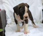 Small #5 Boxer