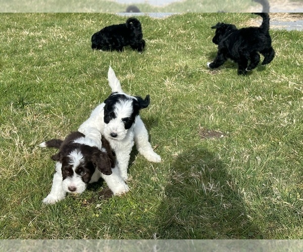 Medium Photo #21 Aussiedoodle Puppy For Sale in BREMERTON, WA, USA
