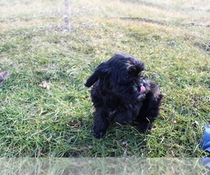 Cavalier King Charles Spaniel-Poodle (Toy) Mix Puppy for sale in EVART, MI, USA