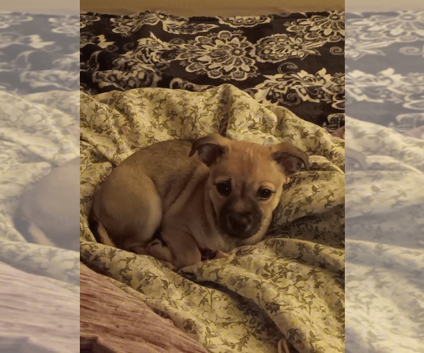 Medium Photo #1 Chiweenie Puppy For Sale in SHORELINE, WA, USA