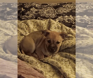 Chiweenie Puppy for sale in SHORELINE, WA, USA
