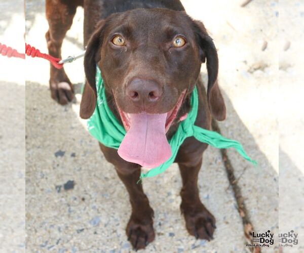 Medium Photo #5 Boykin Spaniel-Labrador Retriever Mix Puppy For Sale in Washington, DC, USA