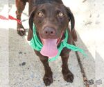 Small Photo #5 Boykin Spaniel-Labrador Retriever Mix Puppy For Sale in Washington, DC, USA