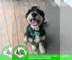 Small #1 Poodle (Miniature) Mix