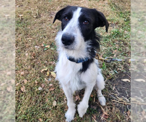 Medium Photo #1 Mutt Puppy For Sale in Brooklyn Center, MN, USA