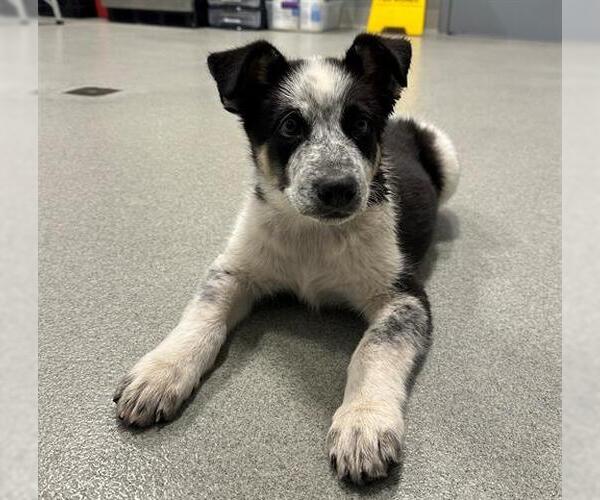Medium Photo #1 Border Collie Puppy For Sale in San Martin, CA, USA