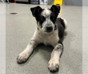 Border Collie Dogs for adoption in San Martin, CA, USA