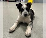 LITTLE DUDE - Male Border Collie Dog for Adoption - Small photo