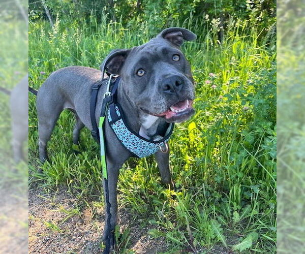 Medium Photo #2 American Pit Bull Terrier-Unknown Mix Puppy For Sale in Princeton, MN, USA