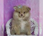 Small Photo #21 Pomeranian Puppy For Sale in WARSAW, IN, USA