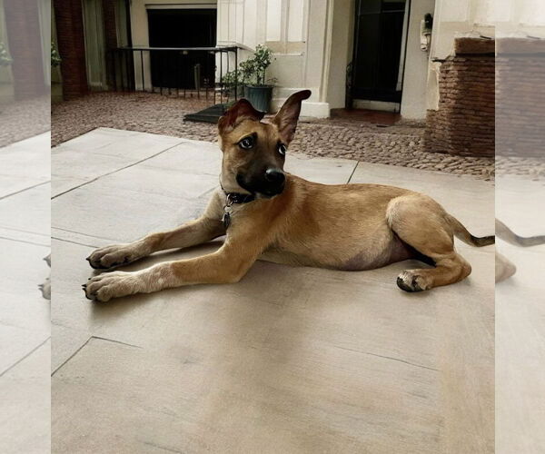 Medium Photo #1 Mutt Puppy For Sale in Menifee, CA, USA