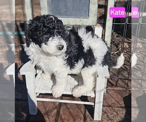Poodle (Miniature) Puppy for Sale in WHITEWATER, Wisconsin USA