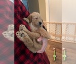 Small Photo #4 Labradoodle Puppy For Sale in TAYLORVILLE, IL, USA