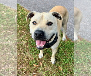 Labrador Retriever-Unknown Mix Dogs for adoption in Hilton Head, SC, USA
