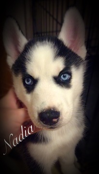 Medium Photo #1 Siberian Husky Puppy For Sale in WAVERLY, OH, USA