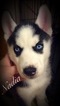 Small Photo #1 Siberian Husky Puppy For Sale in WAVERLY, OH, USA