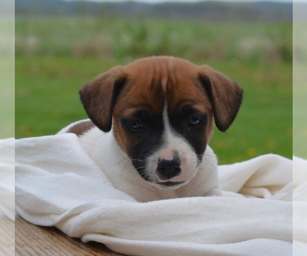 Medium Photo #1 Jack Russell Terrier Puppy For Sale in ORRVILLE, OH, USA