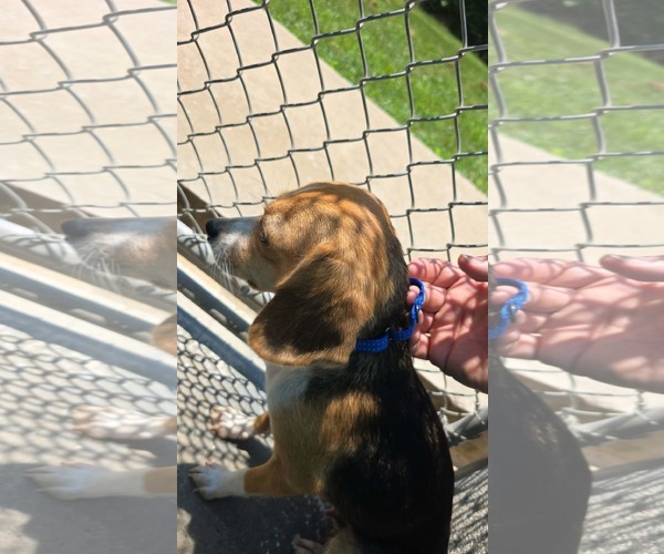 Medium Photo #3 Beagle Puppy For Sale in Rustburg, VA, USA