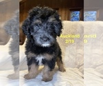 Puppy Auckland Aussiedoodle