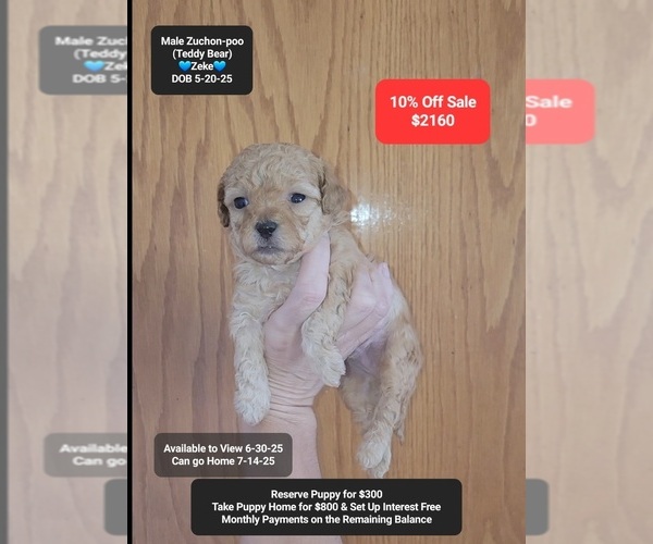 Medium Photo #1 Zuchon Puppy For Sale in TUCSON, AZ, USA