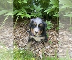Puppy Sequoia Bernese Mountain Dog