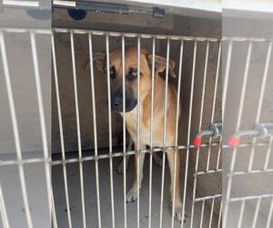 German Shepherd Dog-Unknown Mix Dogs for adoption in Oklahoma City, OK, USA