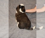 Small #11 Saint Bernard