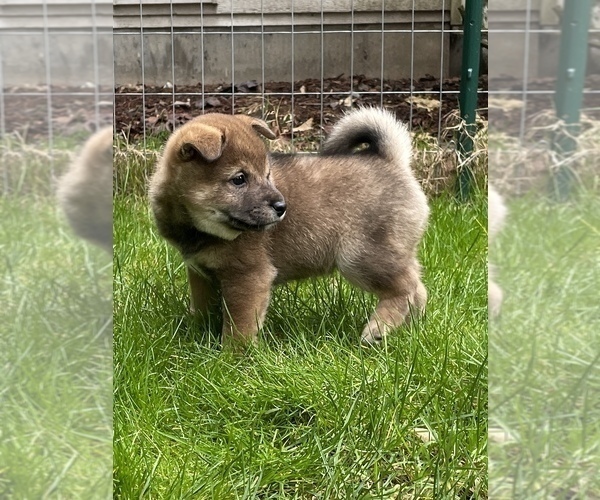 Medium Photo #3 Shiba Inu Puppy For Sale in SNOHOMISH, WA, USA