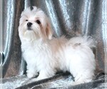 Small #6 Maltese