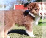 Small Photo #4 Australian Shepherd Puppy For Sale in GEORGETOWN, TX, USA