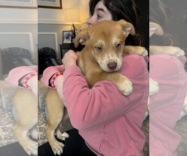 Medium Photo #2 Labsky Puppy For Sale in Mechanicsburg, PA, USA