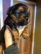 Small Photo #4 Yorkshire Terrier Puppy For Sale in WHITE SALMON, WA, USA