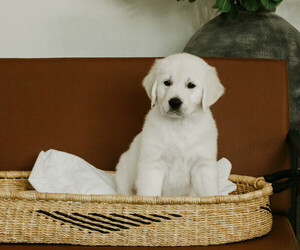 English Cream Golden Retriever Litter for sale in MANTI, UT, USA