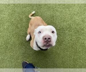 American Pit Bull Terrier-Unknown Mix Dogs for adoption in Waco, TX, USA
