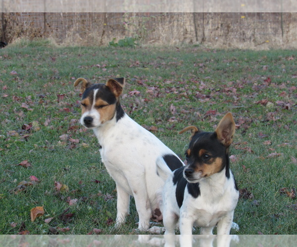 Medium Photo #2 Rat Terrier Puppy For Sale in HILLSBORO, WI, USA