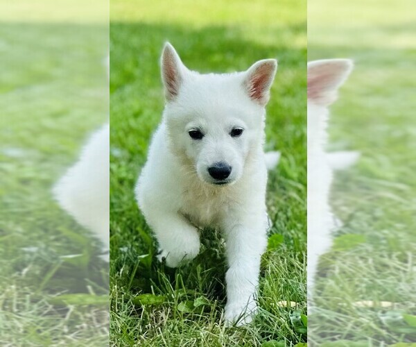 Medium Photo #2 German Shepherd Dog Puppy For Sale in CARDINGTON, OH, USA