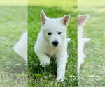 Small #1 German Shepherd Dog