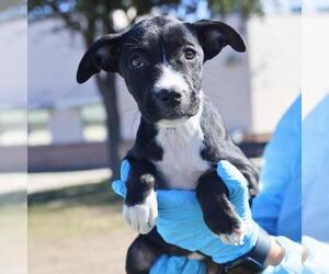 Mutt Dogs for adoption in San Antonio, TX, USA