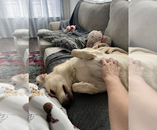 Medium Photo #3 Labrador Retriever-Unknown Mix Puppy For Sale in Arlington, VA, USA